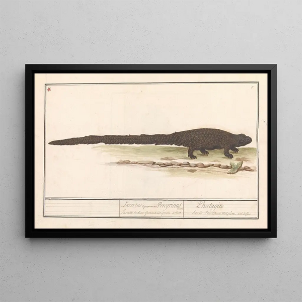 Lizard (Lacertilia) - Anselmus Botius de Boodt — framed artwork on a wall