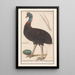 Reproduction of the painting Casoar Casuarius casuarius casoar émeu casoar - Anselmus Botius de Boodt