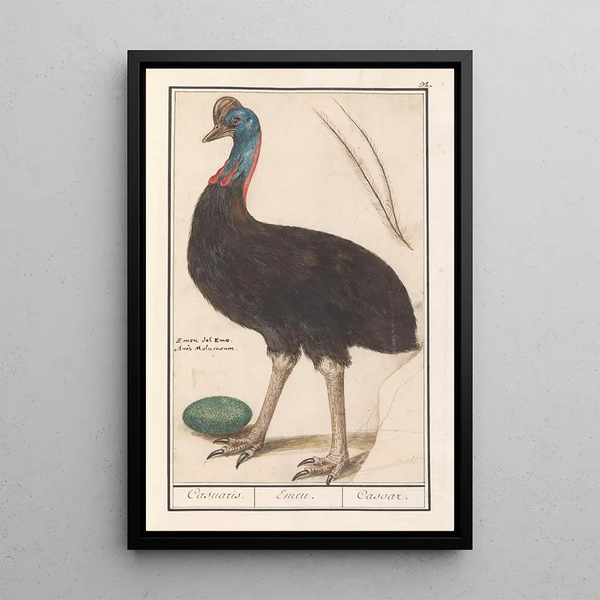 Reproduction of the painting Casoar Casuarius casuarius casoar émeu casoar - Anselmus Botius de Boodt