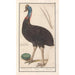 Reproduction of the painting Casoar Casuarius casuarius casoar émeu casoar - Anselmus Botius de Boodt