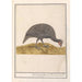 Guinea fowl of Numidia Numida meleagris - Anselmus Botius de Boodt — artwork view