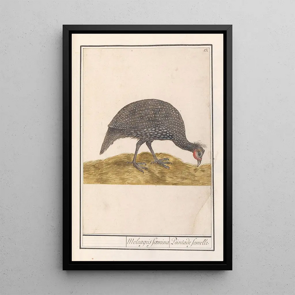 Guinea fowl of Numidia Numida meleagris - Anselmus Botius de Boodt — framed artwork on a wall