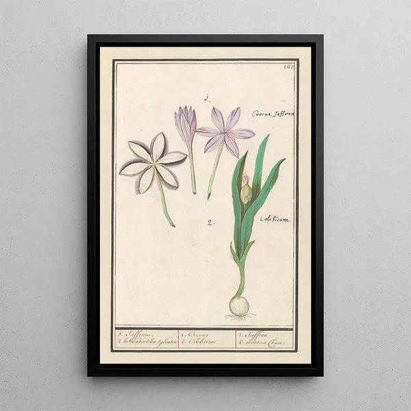 Autumn Crocus Painting Colchicum autumnale 1 saffron 2 hermodactyles crocuses - Anselmus Botius de Boodt