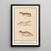 Reproduction of the painting Hermine Mustela erminea 1 2 hermine 3 hermine 1 2 hermine 3 hermine - Anselmus Botius de Boodt