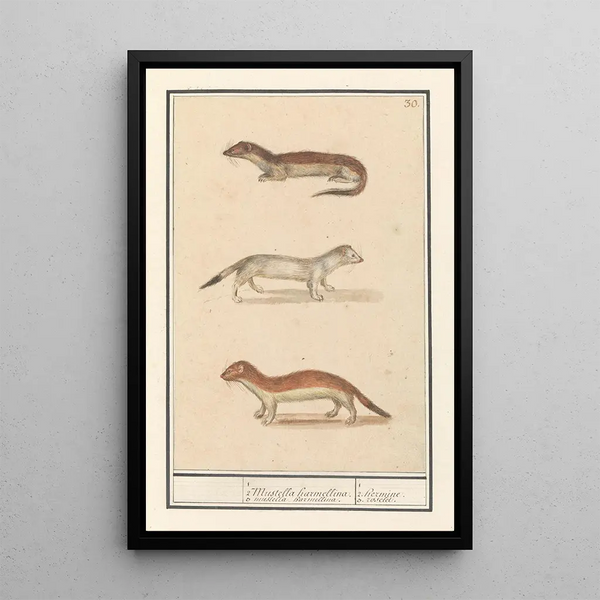 Reproduction of the painting Hermine Mustela erminea 1 2 hermine 3 hermine 1 2 hermine 3 hermine - Anselmus Botius de Boodt
