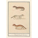 Reproduction of the painting Hermine Mustela erminea 1 2 hermine 3 hermine 1 2 hermine 3 hermine - Anselmus Botius de Boodt