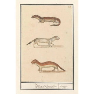 Anselmus Botius de Boodt - Hermelijn Mustela erminea 1 2 Mustella harmellina 3 Mustella harmellina 1 2 hermine 3 roselet.webp