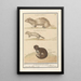 Reproduction of the painting Hermine Mustela erminea and mink Mustela lutreola - Anselmus Botius de Boodt
