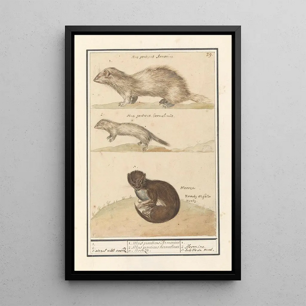 Reproduction of the painting Hermine Mustela erminea and mink Mustela lutreola - Anselmus Botius de Boodt