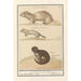 Reproduction of the painting Hermine Mustela erminea and mink Mustela lutreola - Anselmus Botius de Boodt