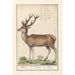 Deer Cervidae deer Cervus deer - Anselmus Botius de Boodt — artwork view