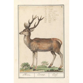 Anselmus Botius de Boodt - Hert Cervidae Hert Cervus Cerf.webp