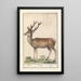 Deer Cervidae deer Cervus deer - Anselmus Botius de Boodt — framed artwork on a wall