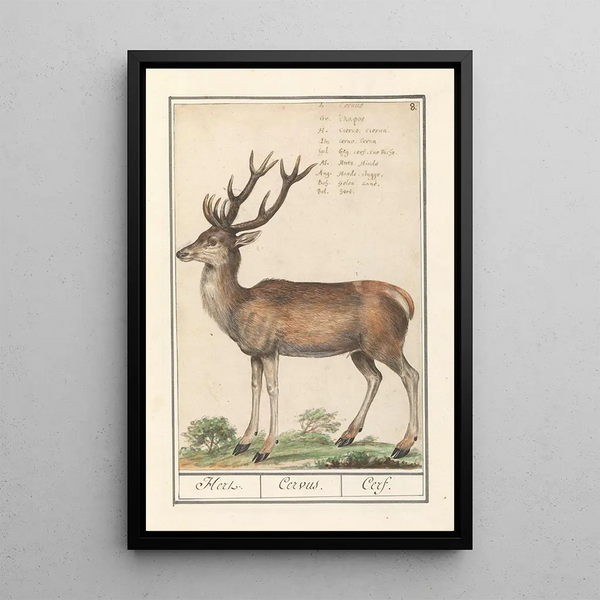 Deer Cervidae deer Cervus deer - Anselmus Botius de Boodt — framed artwork on a wall
