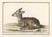 Deer, cervids, roe deer - Anselmus Botius de Boodt — artwork view