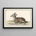 Deer, cervids, roe deer - Anselmus Botius de Boodt — framed artwork on a wall