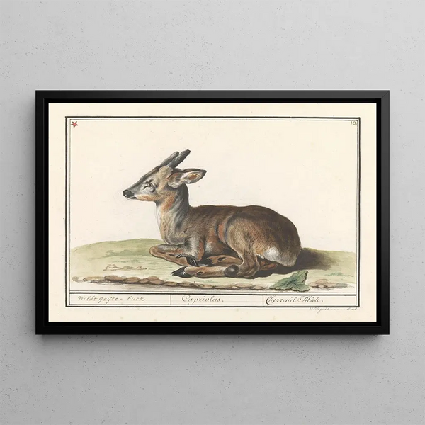 Deer, cervids, roe deer - Anselmus Botius de Boodt — framed artwork on a wall