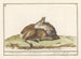 Female Roe Deer - Anselmus Botius de Boodt — artwork view