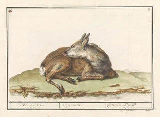 Female Roe Deer - Anselmus Botius de Boodt — artwork view