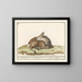 Female Roe Deer - Anselmus Botius de Boodt — framed artwork on a wall