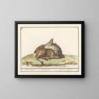 Female Roe Deer - Anselmus Botius de Boodt — framed artwork on a wall
