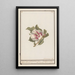 Reproduction of the painting Hibiscus Hibiscus syriacus - Anselmus Botius de Boodt