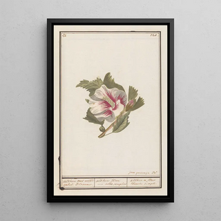 Anselmus Botius de Boodt - Hibiscus Hibiscus syriacus.webp