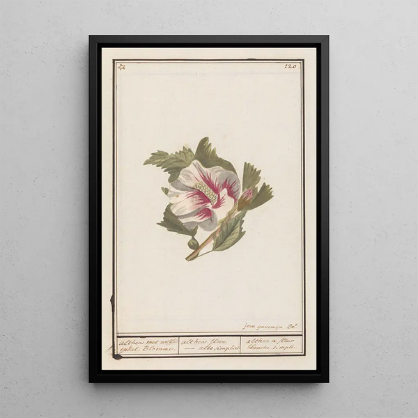 Reproduction of the painting Hibiscus Hibiscus syriacus - Anselmus Botius de Boodt