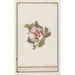 Reproduction of the painting Hibiscus Hibiscus syriacus - Anselmus Botius de Boodt