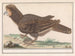 Bird of poultry Galliformes - Anselmus Botius de Boodt — artwork view