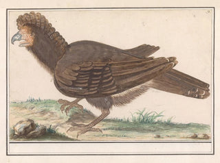 Bird of poultry Galliformes - Anselmus Botius de Boodt — artwork view