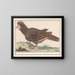 Bird of poultry Galliformes - Anselmus Botius de Boodt — framed artwork on a wall