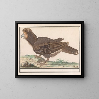 Bird of poultry Galliformes - Anselmus Botius de Boodt — framed artwork on a wall
