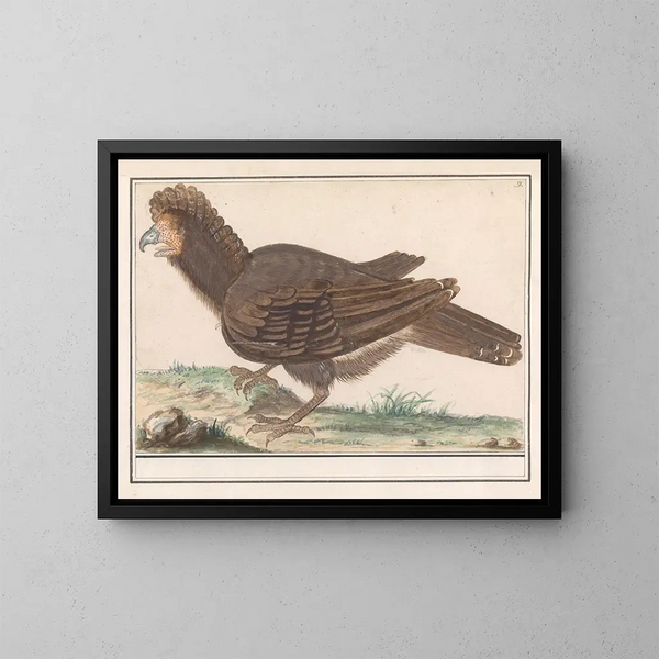 Bird of poultry Galliformes - Anselmus Botius de Boodt — framed artwork on a wall