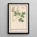 Reproduction of the painting Corydale creuse Corydalis cava corydale creuse racine creuse - Anselmus Botius de Boodt