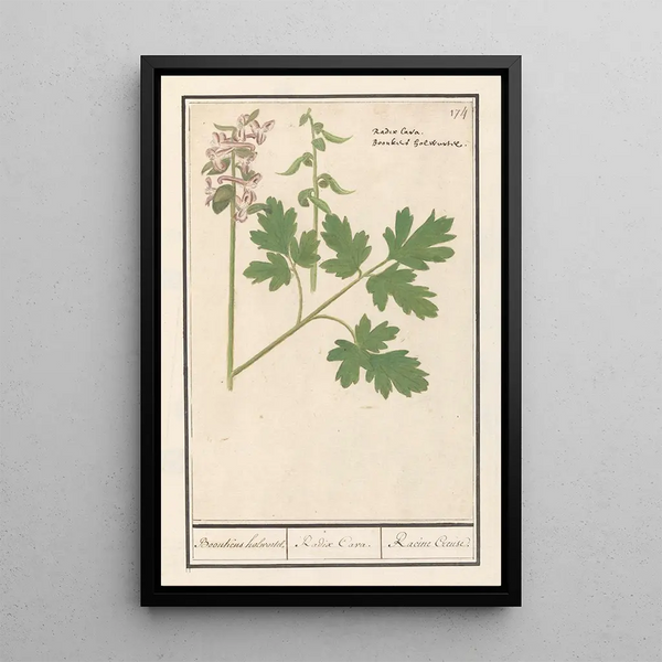 Reproduction of the painting Corydale creuse Corydalis cava corydale creuse racine creuse - Anselmus Botius de Boodt