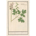 Reproduction of the painting Corydale creuse Corydalis cava corydale creuse racine creuse - Anselmus Botius de Boodt