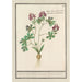 Corydale creuse Corydalis cava corydale creuse racine creuse à fleur rouge - Anselmus Botius de Boodt — artwork view