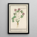 Corydale creuse Corydalis cava corydale creuse racine creuse à fleur rouge - Anselmus Botius de Boodt — framed artwork on a wall