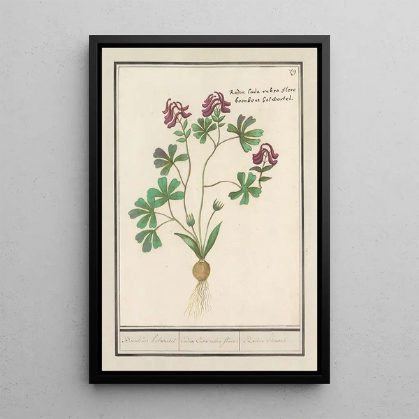 Corydale creuse Corydalis cava corydale creuse racine creuse à fleur rouge - Anselmus Botius de Boodt — framed artwork on a wall
