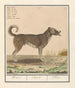 Hond is a familiar dog-wolf - Anselmus Botius de Boodt — artwork view
