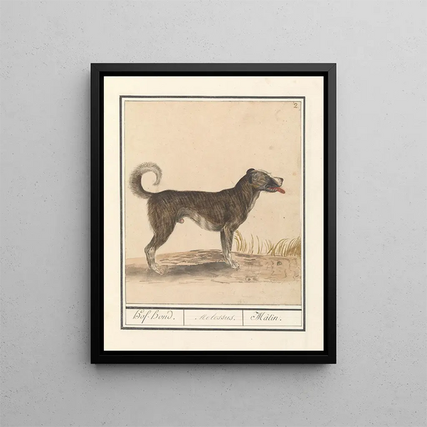 Family of Wolves Hond Canis HofHond Molossus Mtin - Anselmus Botius de Boodt — framed artwork on a wall