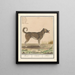 Hond is a familiar dog-wolf - Anselmus Botius de Boodt — framed artwork on a wall