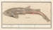 Hondshaai Scyliorhinus canicula Zeehond - Anselmus Botius de Boodt — artwork view