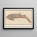 Hondshaai Scyliorhinus canicula Zeehond - Anselmus Botius de Boodt — framed artwork on a wall
