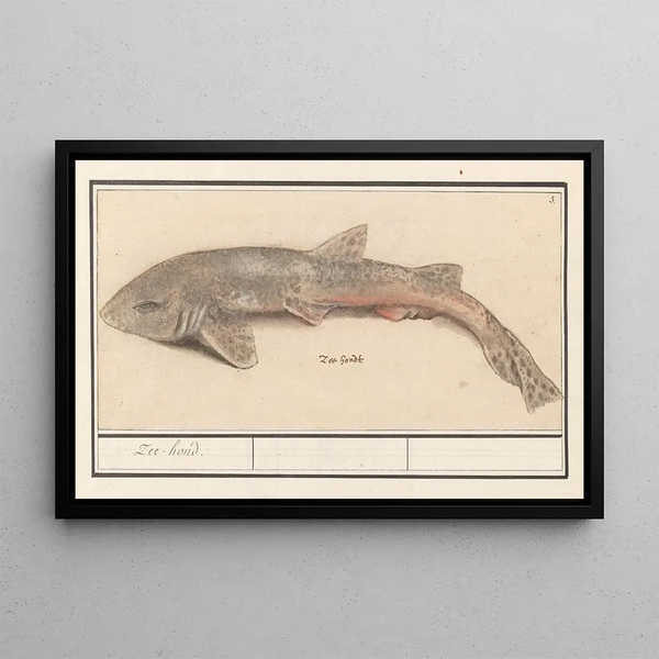 Hondshaai Scyliorhinus canicula Zeehond - Anselmus Botius de Boodt — framed artwork on a wall