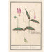 Erythronium dens-canis dog tooth dog tooth canine satyrion - Anselmus Botius de Boodt — artwork view