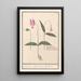 Erythronium dens-canis dog tooth dog tooth canine satyrion - Anselmus Botius de Boodt — framed artwork on a wall