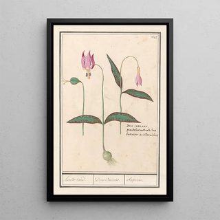 Anselmus Botius de Boodt - Hondstand Erythronium denscanis hondstand Dens Caninus Satirion.webp