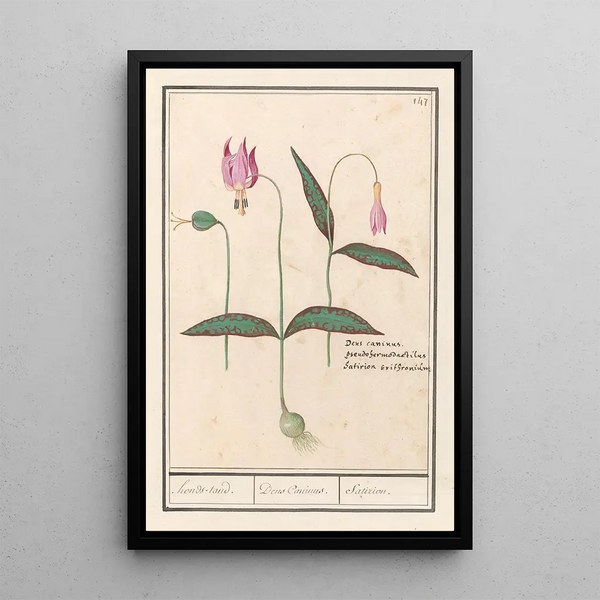 Erythronium dens-canis dog tooth dog tooth canine satyrion - Anselmus Botius de Boodt — framed artwork on a wall